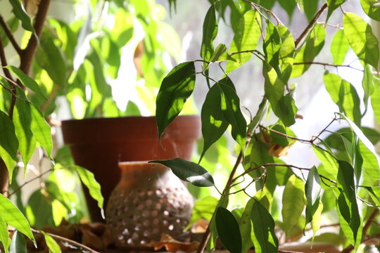 Blumentopf im Gegenlicht