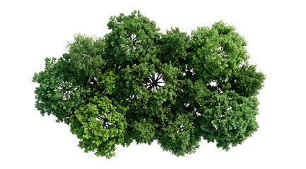 Fototapeta premium Aerial view of a lush green tree canopy with dense foliage