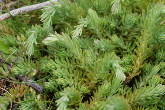 Closeup on a reflexed stonecrop wioldflower, Sedum rupestre from the Viroin regoin, Belgium