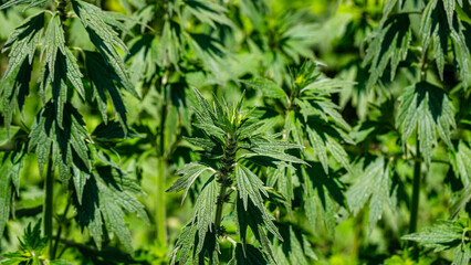 Naklejka premium Hemp plants growing in a field under bright sunlight during the summer season