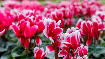 Fototapeta premium Bright flowers bloom in a garden during spring season showcasing vibrant colors and natural beauty