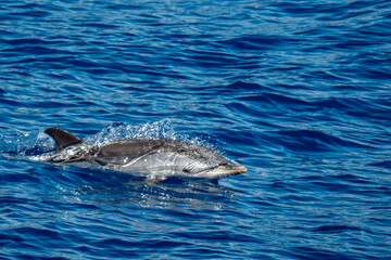 Fototapeta premium Striped dolphin jumping on blue sea surface