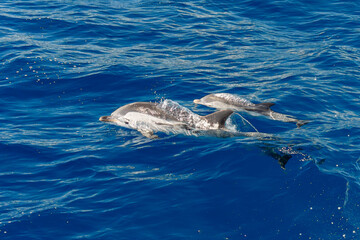Fototapeta premium Mother and calf Striped dolphin jumping on blue sea surface