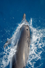 Naklejka premium detail of dolphin blowhole breathing on blue sea surface