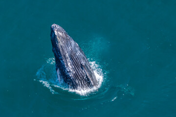 Naklejka premium humpback whale drone shot while breaching out of Pacific Ocean off the coast of Cabo San Lucas, Baja California