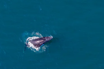 humpback whale drone shot while breaching out of Pacific Ocean off the coast of Cabo San Lucas, Baja California © Andrea Izzotti