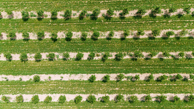 Aerial view of neat rows of green fruit trees in a sunlit orchard Novi Sad, Vojvodina, Serbia.