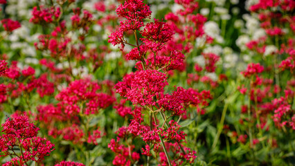Obraz premium Bright red flowers bloom in a garden filled with green plants and white flowers under sunlight during the day