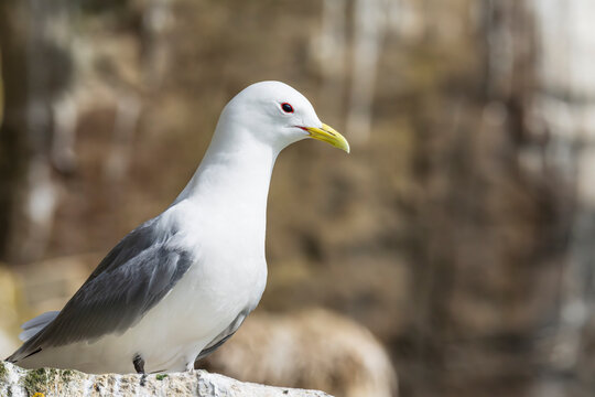 Black‑legged kittiwake (Rissa tridactyla)