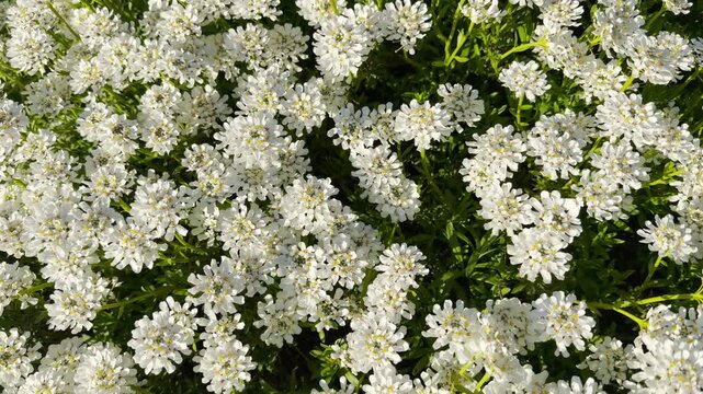 Countless tiny candytuft blossoms open fully above a bed of deep green leaves. This stunning floral pattern brings a joyful, calming, and truly uplifting feeling of a peaceful spring afternoon.