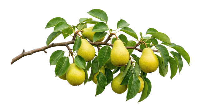 Branch laden with ripe yellow pears and glossy green leaves against a transparent background
