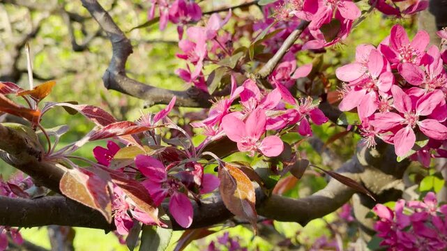 Charming pink crabapple blossoms glow softly in the warm afternoon sunlight on a twisting tree branch. The bright colors and gentle light inspire a peaceful, romantic feeling of spring warmth.