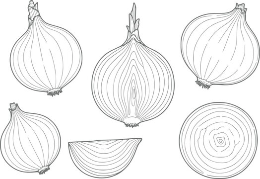 A collection of hand-drawn onion featuring whole bulbs, halves, and slices in a clean line style