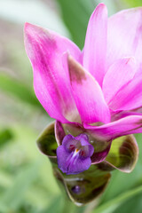 Fototapeta premium Beautiful Siam tulip (Curcuma alismatifolia) flowers.