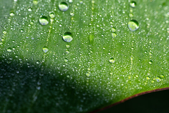 Two parallel lines of water droplets on banana leaf