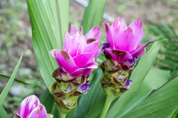 Fototapeta premium Beautiful Siam tulip (Curcuma alismatifolia) flowers.
