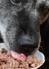 Obraz premium Elderly dog ​​eating wet food