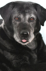 Naklejka premium Portrait of an elderly black dog on a white background