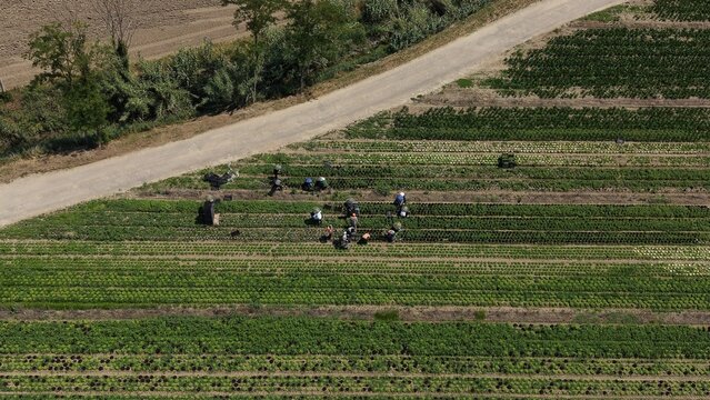 Workers are busy harvesting crops in a large green field under a clear sky. A dirt road runs through the field, dividing it into sections.