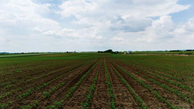 Aerial view of vast agricultural fields with young green crops in straight rows under a cloudy sky in Novi Sad, Vojvodina, Serbia.