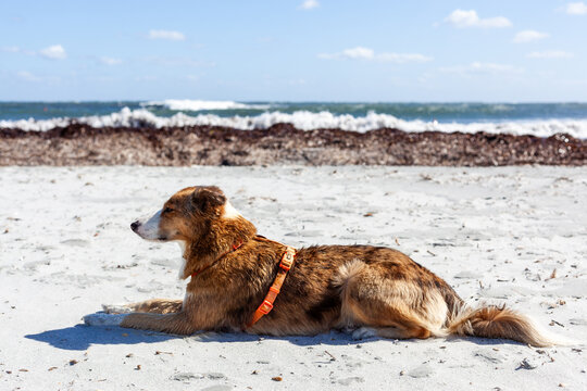 Dog relaxing on sandy beach in Sardinia, Italy. Calm sea waves in background. Sunny coastal landscape with clear sky.