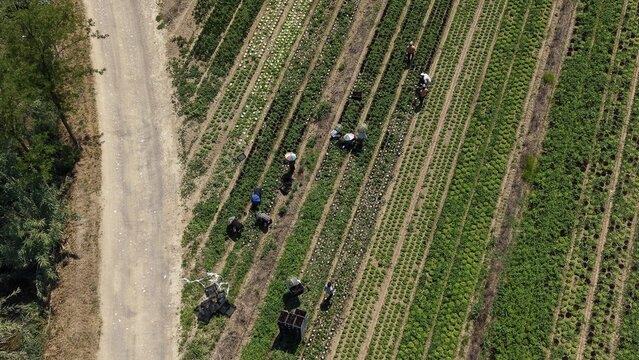 Farm Work from Above: An aerial view showcases farmers tending to crops in neat rows on a sunny day, with a dirt road bordering the agricultural field.
