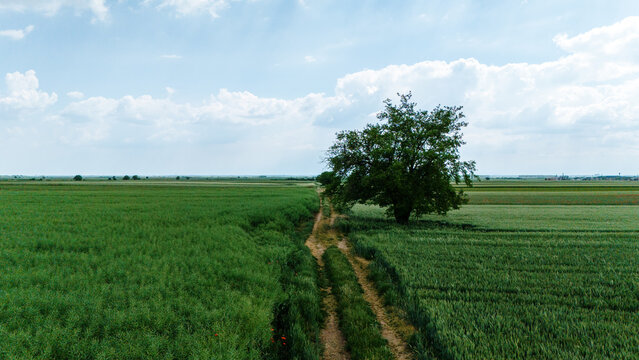 Aerial view of a dirt path through lush green agricultural fields with a single tree under a cloudy sky Novi Sad, Vojvodina, Serbia.
