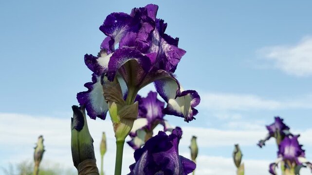 Vibrant bicolored bearded irises grow towards a clear blue sky. The purple and white petals stand out against the soft green flower buds. This beautiful spring garden scene evokes a peaceful feeling.
