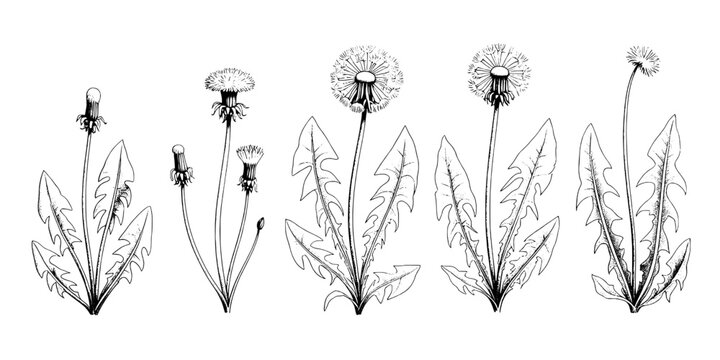 Flower sketch botanical doodle set with fine line leaves and dandelion seed heads on white background