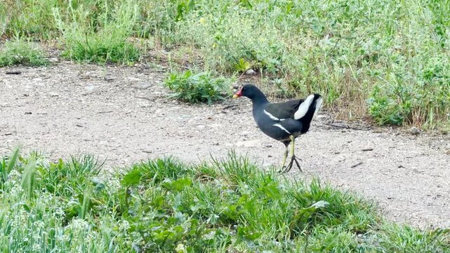A common moorhen stands unsteadily on a gravel track. The injured wild bird limps carefully along the dirt ground, surrounded by green grass and weeds.