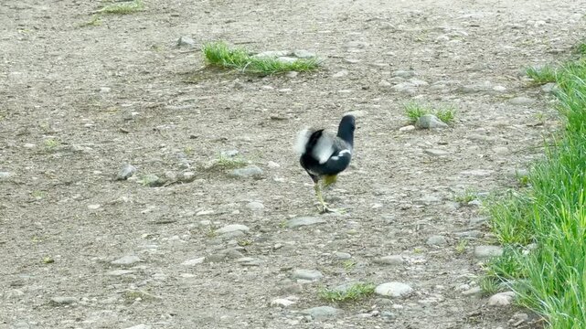 A common moorhen hops awkwardly on one leg across a rocky ground. The injured wild bird tries to navigate the open dirt path near some green grass patch.