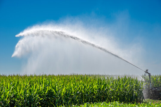 Big gun  self-propelled roller sprinkler watering a cornfield in summer time on blue skay