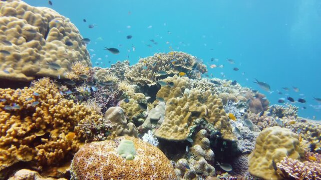 Coral reef underwater with tropical fish. Hard and soft corals, underwater landscape. Travel vacation concept. Leyte, Philippines.