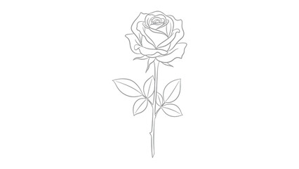 Fototapeta premium Line drawing of a single rose with stem and leaves, line art