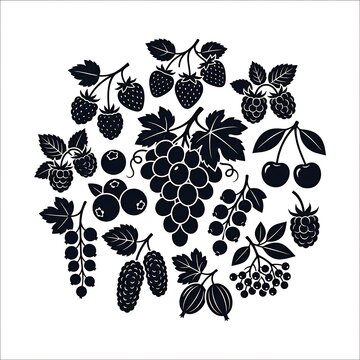 Variety of Fresh Fruit Illustrations.