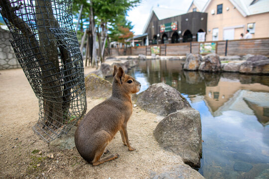 Nasu Animal Kingdom, Tochigi Prefecture, Japan
