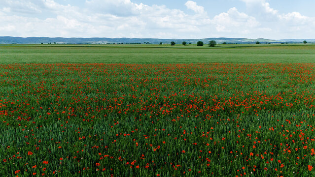 Aerial view of vibrant red poppy flowers blooming in a green field under a blue sky with white clouds Novi Sad, Vojvodina, Serbia.