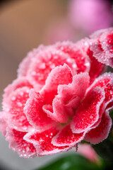 Fototapeta premium Collection of Dianthus Flowers with Dew Drops in Bloom. Red and Pink Carnation Macro Set
