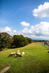 Fototapeta premium Nasu Animal Kingdom, Tochigi Prefecture, Japan