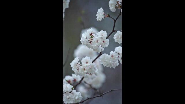 Vertical footage of white spring blossoms with pink-red centers blooming on a thin tree branch. The flowers are sharply focused against a soft gray background of blurred branches, creating a calm scen