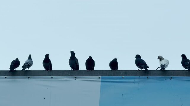 A group of pigeons sits side-by-side on the edge of a high billboard. Their dark shapes stand out against the vast, light blue sky in the background.