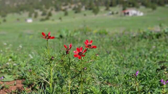 Red poppy flowers (Adonis) glistening on a vast green meadow.
