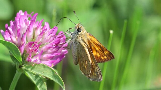 Closeup of Large skipper (Ochlodes sylvanus) that feeds on nectar of the red clover (Trifolium pratense), on Slow motion.