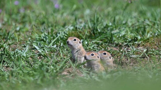 Adorable ground squirrel (Spermophilus xanthoprymnus) pups peeking out of their nests and curiously exploring their surroundings.