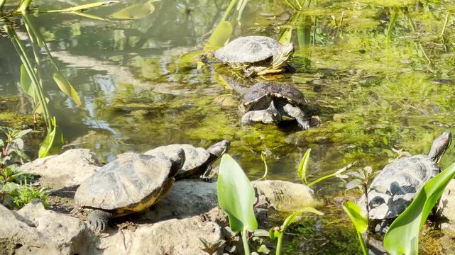 A group of turtles basks under the bright sunshine. Several rest on a rocky shore, while others sit on patches of green moss floating in the calm, clear pond water.