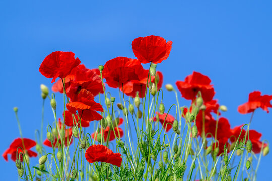 Common poppies / red poppy / corn poppies (Papaver rhoeas) flowering in meadow / grassland showing buds and flowers in spring