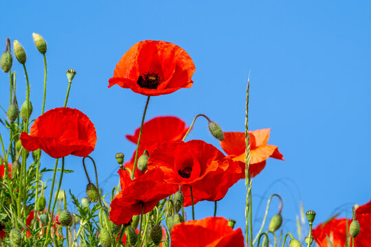 Common poppies / red poppy / corn poppies (Papaver rhoeas) flowering in meadow / grassland showing buds and flowers in spring