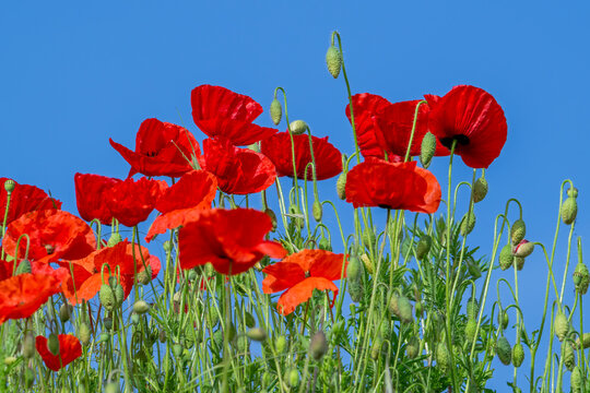 Common poppies / red poppy / corn poppies (Papaver rhoeas) flowering in meadow / grassland showing buds and flowers in spring
