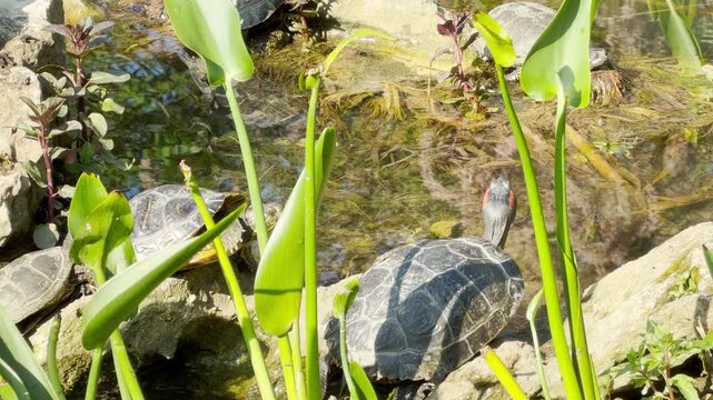 Adorable red eared slider turtles rest peacefully on warm rocks by a shallow pond. Surrounded by fresh green plants, this sunny nature scene brings a delightful sense of calm and cozy relaxation.
