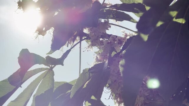 Beautiful chestnut tree blossoms glow warmly under the morning sun. Bright light filters through the lush green leaves, filling the scene with a peaceful sense of cozy comfort and sweet spring joy.